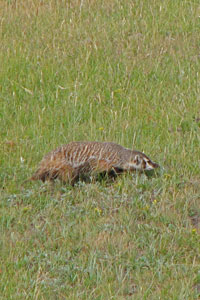 Badger at a distance