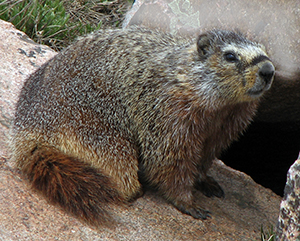 Marmot