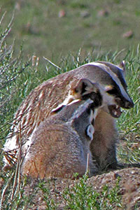 Mother badger and kit in Yellowstone National Park