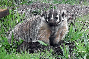 Digging Yellowstone badger