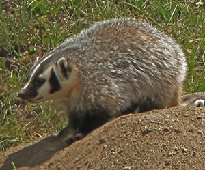 Yellowstone badger