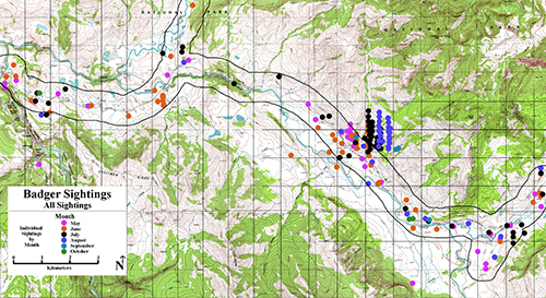 Map of badger sightings in Yellowstone
